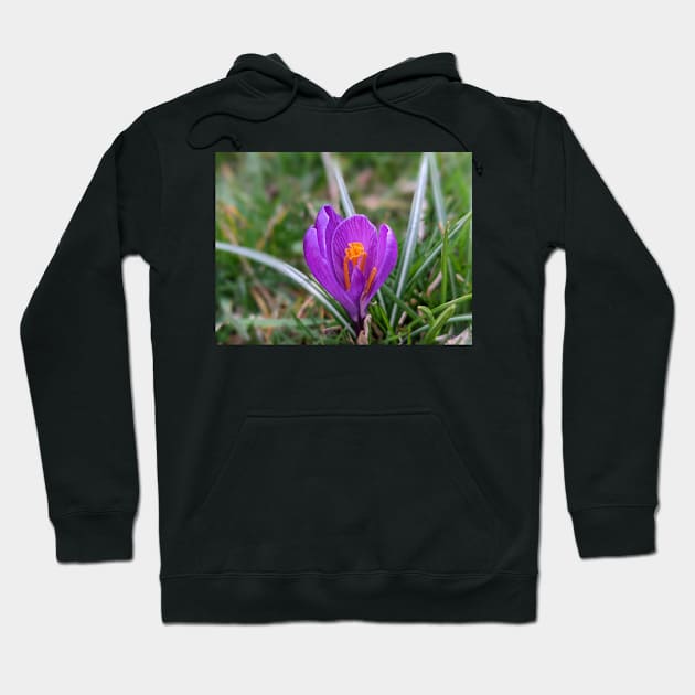 Purple and Orange Flower in Grass 2 Hoodie by AustaArt